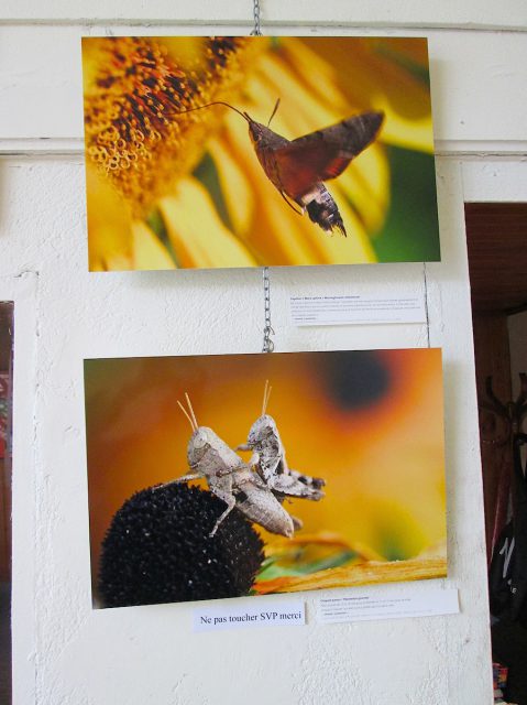Exhibition “Small & Small, the insects” Rieumes Multimedia Library Exhibition “Small & Small, the insects” Rieumes Multimedia Library