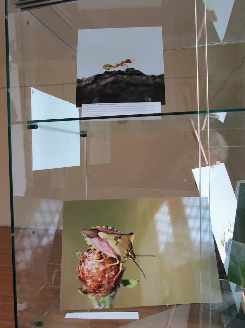 Exhibition “Small & Small, the insects” Rieumes Multimedia Library Exhibition “Small & Small, the insects” Rieumes Multimedia Library