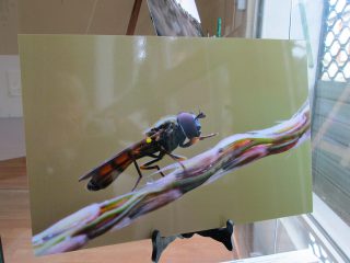 Exhibition “Small & Small, the insects” Rieumes Multimedia Library Exhibition “Small & Small, the insects” Rieumes Multimedia Library