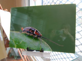 Exhibition “Small & Small, the insects” Rieumes Multimedia Library Exhibition “Small & Small, the insects” Rieumes Multimedia Library