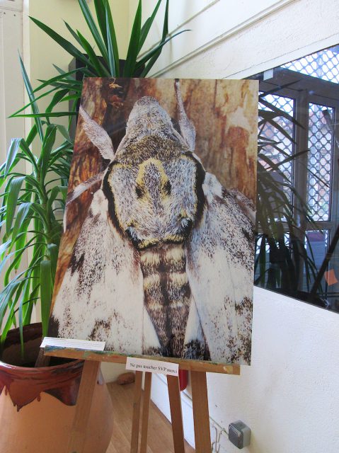 Exhibition “Small & Small, the insects” Rieumes Multimedia Library Exhibition “Small & Small, the insects” Rieumes Multimedia Library