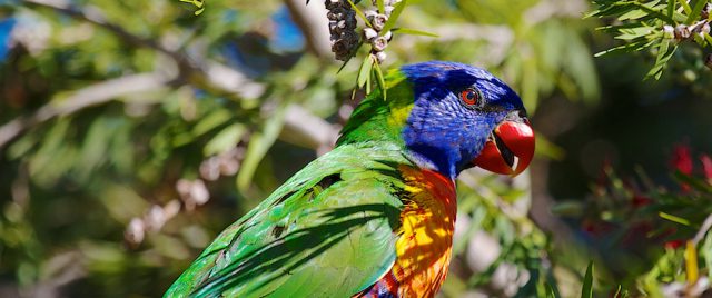 Rainbow Lorikeet / Trichoglossus haematodus