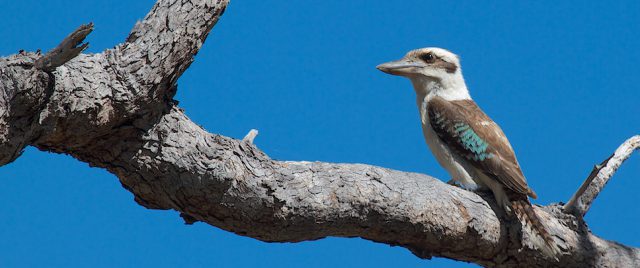 Laughing Kookaburrat / Dacelo novaeguineae