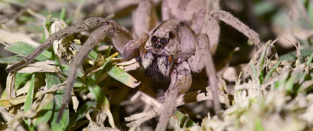 Wolf spider / Lycosa ZZ567 NSW