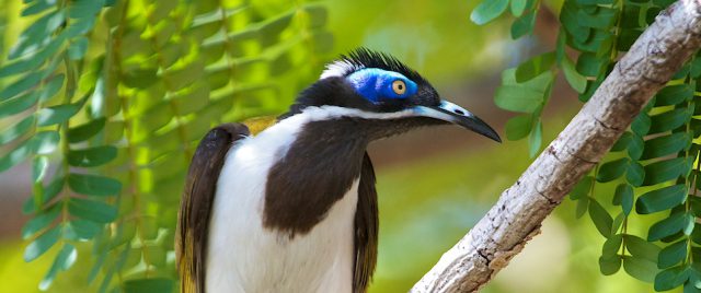 Blue-faced Honeyeater / Bananabird / Entomyzon cyanotis