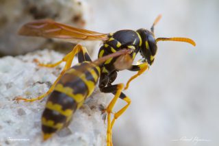 European paper wasp European paper wasp