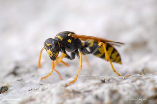 European paper wasp European paper wasp
