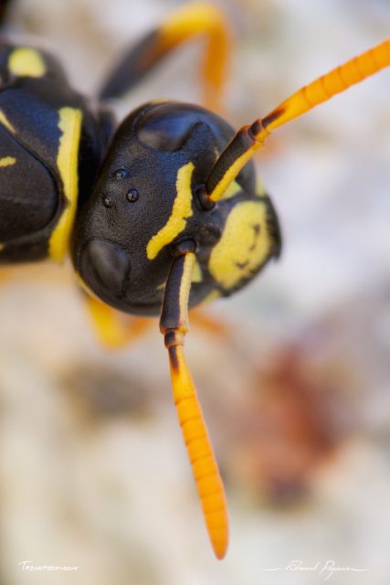 European paper wasp European paper wasp