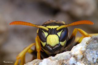 European paper wasp European paper wasp