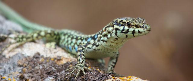 Common wall lizard / Podarcis muralis