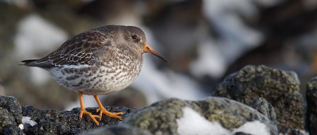 Bécasseau violet / Calidris maritima | Purple Sandpiper