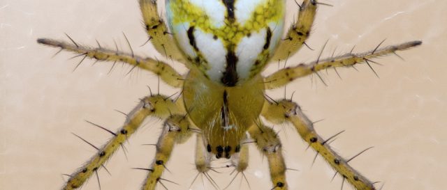 Mangora acalypha