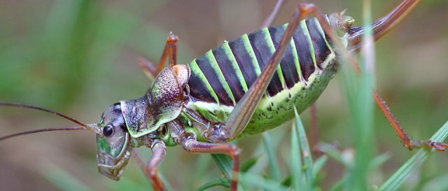 Ephippiger