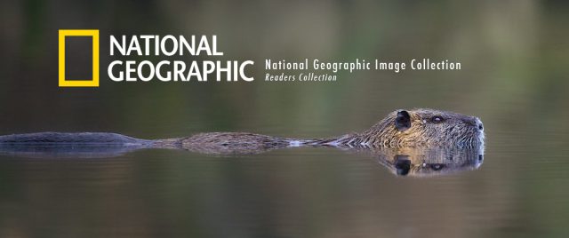 My coypu selected by National Geographic