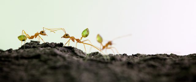 Green Tree Ant / Weaver Ant / Oecophylla smaragdina
