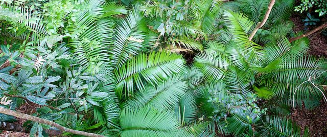 Jungle • Barron Gorge Conservation Reverse