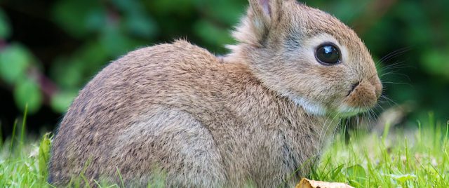 Rabbits