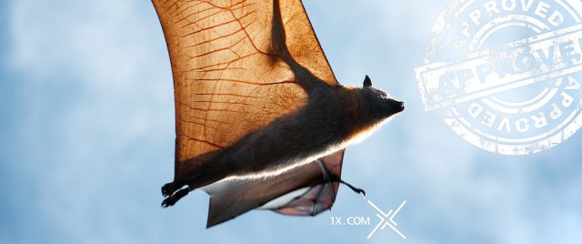 Flying-foxe on 1x.com