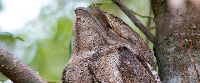Podarge gris - Podargus strigoides / Tawny Frogmouth