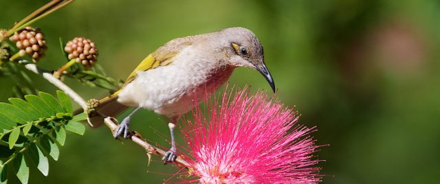 Brown Honeyeater / Lichmera indistincta