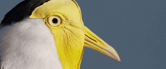 Masked Lapwing / Spur-winged Plover / Vanellus miles