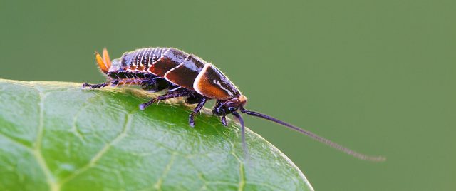 Austral Ellipsidion Cockroach (nymph)
