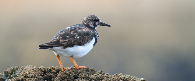 Ruddy Turnstone / Arenaria interpres