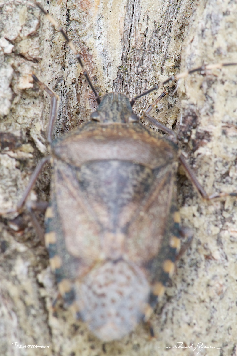 Focus on: trunk