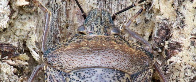 Shield bug / Parent bug